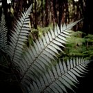 NZ Silver Tree Fern (Cyathea Dealbata) - Garden Fern Plant - 1000 Spores