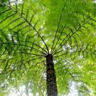 Cyathea australis Rough Tree Fern - Garden Fern Plant - 500 Spores