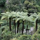 NZ Black Tree Fern (Cyathea medullaris) - Garden Fern Plant - 500 Spores