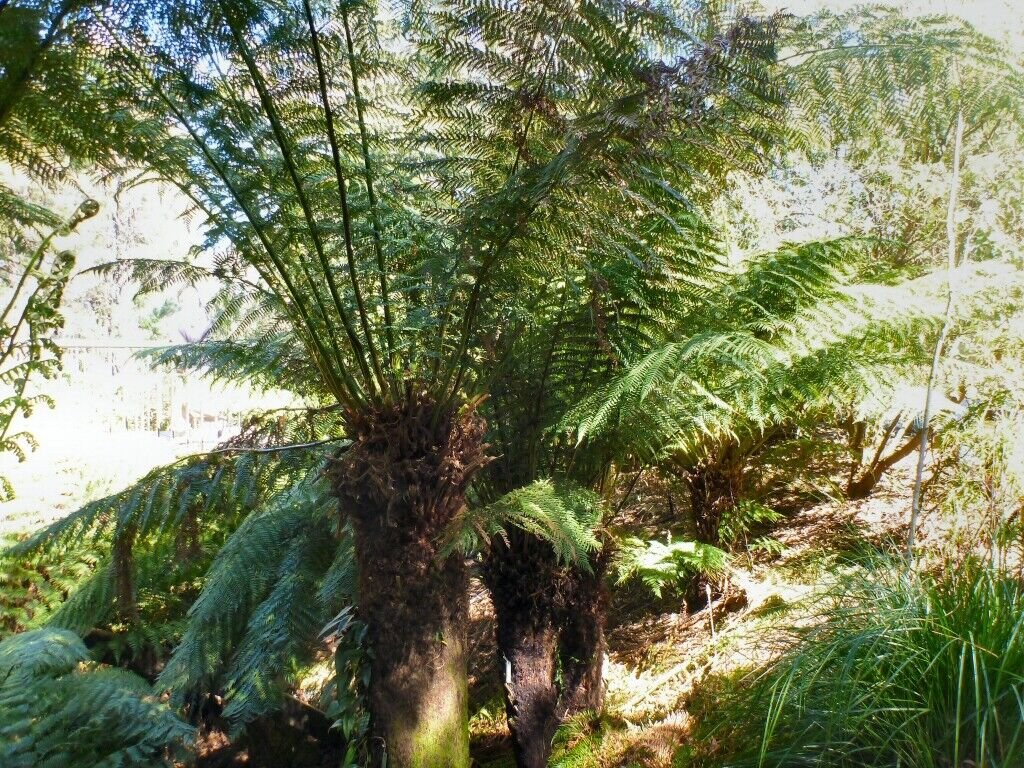 Soft Tree Fern (Dicksonia antarctica) - Garden Fern Plant - 500 Spores