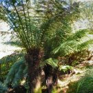 Soft Tree Fern (Dicksonia antarctica) - Garden Fern Plant - 500 Spores