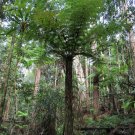 Rough Tree Fern (Cyathea australis) - Garden Fern Plant - 500 Spores