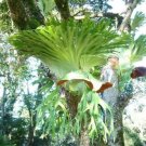 Platycerium superbum - Staghorn Fern - Garden Fern Plant - 1000 Spores