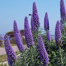 MADEIRA "Tower of Jewels" SEEDS (Echium fastuosum) - Flower Garden Plant - 20 Spores