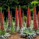 Echium wildpretii Tower of Jewels. - Flower Garden Plant - 10 Seeds