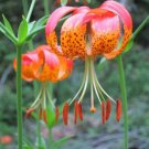 Tiger Lily (Lily Pardalium) Flower Mix-color Flower - Flower Garden Plant - 100 Seeds