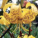 Yellow Tiger Lily Flower Seeds Lilium Lancifolium Lillies - Flower Garden Plant - 5 Seeds