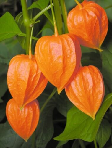 CHINESE LANTERNS Physalis Alkekengi - ORANGE AUTUMN PLANT- 20 Seeds