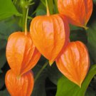 CHINESE LANTERNS Physalis Alkekengi - ORANGE AUTUMN PLANT- 20 Seeds