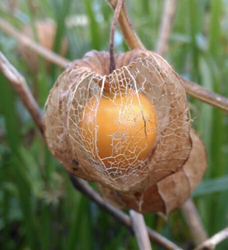 Groundcherry Seeds &acirc;��Chinese Lantern&acirc;�� Seeds - Garden Plant Seeds - 5 Seeds