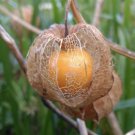 Groundcherry Seeds “Chinese Lantern” Seeds - Garden Plant Seeds - 5 Seeds