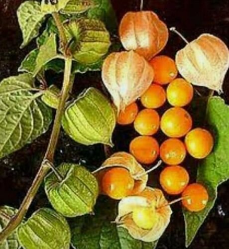 Large Cape Gooseberry Seeds Organic - Golden Berry Chinese Lantern - 50 Seeds