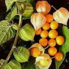 Large Cape Gooseberry Seeds Organic - Golden Berry Chinese Lantern - 50 Seeds