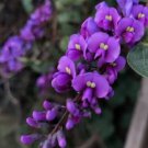 Hardenbergia Violacea fresh seeds - Garden Tree Plant - 15 Seeds