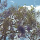 Tree Wisteria bonsai Bolusanthus speciosus - Garden Tree Plant - 25 Seeds