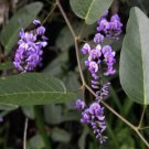 Hardenbergia Violacea - Native sarsaparilla seeds climber - Garden Tree Plant - 20 Seeds