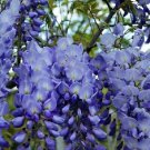 WISTERIA FLOWER SEEDS Flower Garden - Garden Tree Plant - 10 Seeds