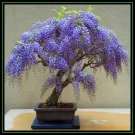 AFRICAN TREE WISTERIA MAGNIFICENT FLOWERS - Garden Tree Plant - 20 Seeds