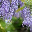 NATIVE WISTERIA FLOWER SEEDS Flower Garden - Garden Tree Plant - 10 Seeds