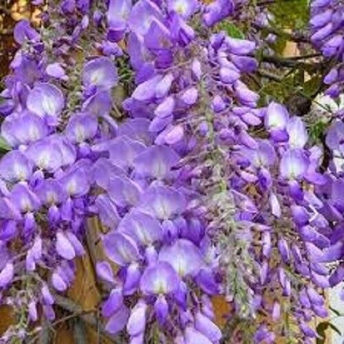 Flower Seeds Native Wisteria Home FLOWER GARDEN Garden Tree Plant 10 Seeds
