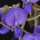 Tree Wisteria (Bolusanthus speciosa) Bonsai Seed - Garden Tree Plant - 10 Seeds