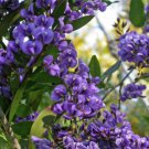 Hardenbergia comptoniana - Wild Wisteria - Garden Tree Plant - 20 Seeds