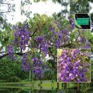 Bolusanthus Tree Wisteria - Hardy mauve flowering specimen tree - Garden Tree Plant - 10 Seeds