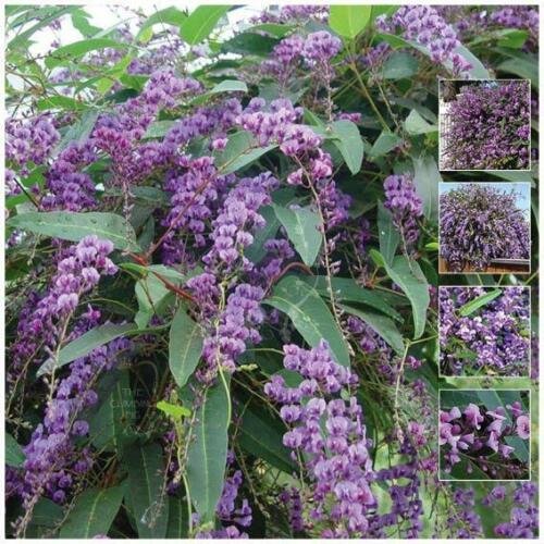 Violacea Happy Wanderer Seeds - Native evergreen wisteria climber - Garden Tree Plant - 15 Seeds