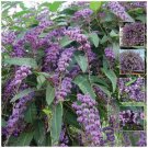 Violacea Happy Wanderer Seeds - Native evergreen wisteria climber - Garden Tree Plant - 15 Seeds