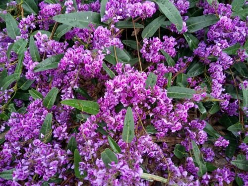 NATIVE TEA SEEDS WISTERIA/ SASPARILLA HARDENBERGIA COMPTONIA - Garden Tree Plant - 10 Seeds