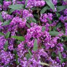 NATIVE TEA SEEDS WISTERIA/ SASPARILLA HARDENBERGIA COMPTONIA - Garden Tree Plant - 10 Seeds
