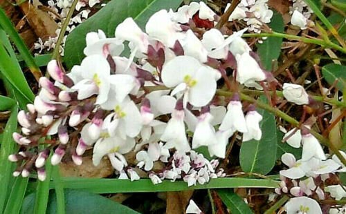 NATIVE WHITE WISTERIA VINE SEEDS - NATIVE BUSH TUCKER - Garden Tree Plant - 10 Seeds