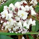 NATIVE WHITE WISTERIA VINE SEEDS - NATIVE BUSH TUCKER - Garden Tree Plant - 10 Seeds