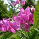 PINK CORAL PEA SEEDS WISTERIA/ SASPARILLA HARDENBERGIA ROSEA - Garden Tree Plant - 5 Seeds