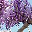 NATIVE TEA SEEDS WISTERIA/ SASPARILLA - HARDENBERGIA COMPTONIA - Garden Tree Plant - 10 Seeds