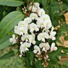 WHITE CORAL PEA SEEDS - WISTERIA/ SASPARILLA,HARDENBERGIA ALBA - Garden Tree Plant - 10 Seeds