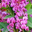 PINK CORAL PEA SEEDS - WISTERIA/ SASPARILLA,HARDENBERGIA ROSEA - Garden Tree Plant - 10 Seeds