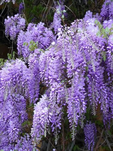 Wisteria Native Seeds - Garden Tree Plant - 5 Seeds