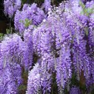 Wisteria Native Seeds - Garden Tree Plant - 5 Seeds