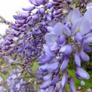 Chinese Wisteria Purple (floribunda/sinensis 'Alba') - Garden Tree Plant - 4 Seeds