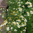 German Camomile - Cottage Flowers - Garden Flower Plant - 300 Seeds