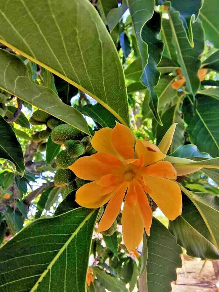 Magnolia champaca syn Michelia champaca - Golden Champaca - Garden Flower Plant - 10 Seeds