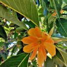 Magnolia champaca syn Michelia champaca - Golden Champaca - Garden Flower Plant - 10 Seeds