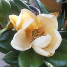 Magnolia Flowers Bonsai Gardening - Garden Flower Plant - 100 Seeds