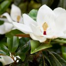 Magnolia Grandiflora (southern magnolia) - Reliable Viable Seeds - Garden Flower Plant - 5 Seeds