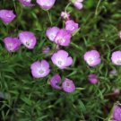 Clarkia bottae (Lilac Godetia) - Garden Flower Plant - 100 Seeds