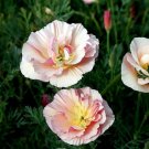 Eschscholzia californica (California poppy) “Frilled Rose” - Garden Flower Plant - 50 Seeds