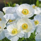 Papaver rhoeas (POPPY) “Bridal silk” WHITE Flower - Garden Flower Plant - 50 Seeds