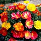 Eschscholzia californica (California Poppy) “Thai Silk Mix” - Garden Flower Plant - 50 Seeds