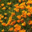 Californian Poppy Aurantiaca Orange Flower Seeds - Garden Flower Plant - 125 Seeds
